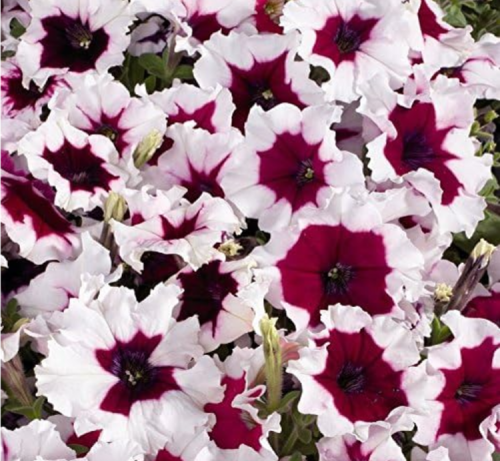 Purple Petunia Beautiful Seed Flower Perennial Flowering Potted Plants