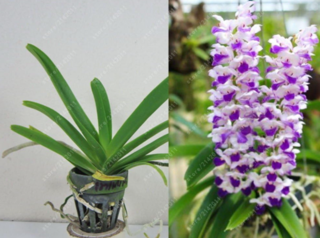 Cymbidium orchid, Beautiful Seed flower for home garden