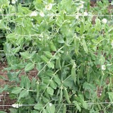 Edible Green Pea Seeds, Perfect for Gardening