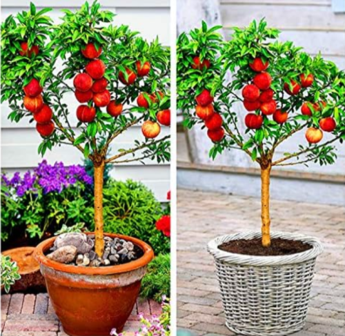Peach Tree - Peach garden - Fruit plant Seed