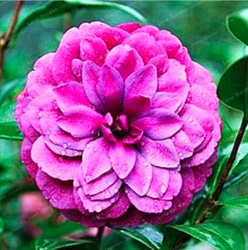Common Camellia Seed Potted Flowers (Color: 22)