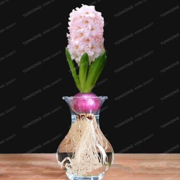 Hyacinth Bulb