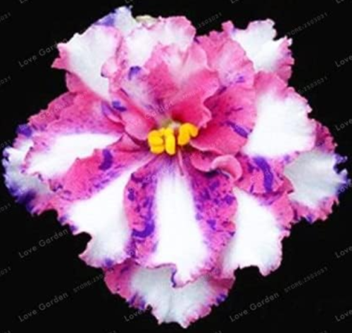 Saintpaulia Ionantha Seed African Violet Seed Beautiful Plant