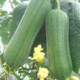 Short Club Flesh Luffa Seeds