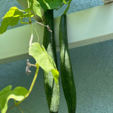 Long Fragrant Luffa Seeds, Healthy and Natural