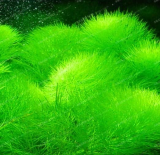Mini-Leaf Grass Water Aquatic Plant Seed Fish Tank Plants Dwarf Pearl Plants