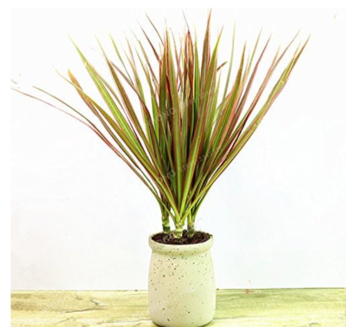 Dracaena Marginata Seed Ornamental Plant Widely Cultivated Dracaena Gardening