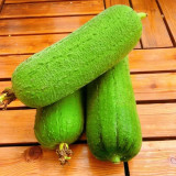 Short Club Flesh Luffa Seeds