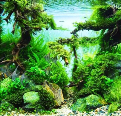 Mini-Leaf Grass Water Aquatic Plant Seed Fish Tank Plants Dwarf Pearl Plants