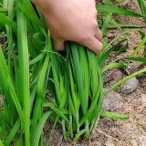 791 Series Chinese Chives Seeds