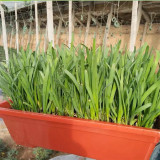 791 Series Chinese Chives Seeds