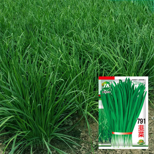 791 Series Chinese Chives Seeds