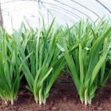 791 Series Chinese Chives Seeds