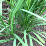 HUAJUN 791 Series Chinese Chives Seeds
