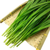 HUAJUN 791 Series Chinese Chives Seeds