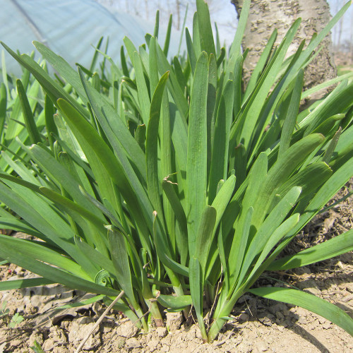 HUAJUN 791 Series Chinese Chives Seeds