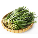 HUAJUN 791 Series Chinese Chives Seeds