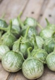 Petch Siam Thai Eggplant Seeds, Green Round Thai Eggplant Seeds