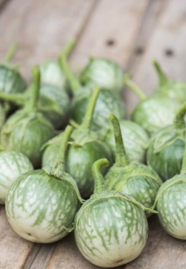 Petch Siam Thai Eggplant Seeds, Green Round Thai Eggplant Seeds