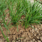 HUAJUN Purple-rooted Chinese Chives Seeds