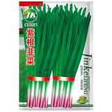 Purple-rooted Chinese Chives Seeds: A Unique & Flavorful Variety
