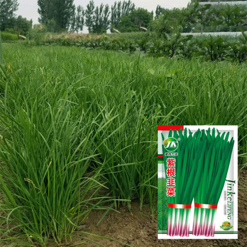 Purple-rooted Chinese Chives Seeds: A Unique & Flavorful Variety