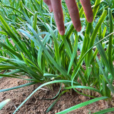 Purple-rooted Chinese Chives Seeds: A Unique & Flavorful Variety