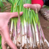 Purple-rooted Chinese Chives Seeds: A Unique & Flavorful Variety