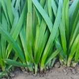 HUAJUN Purple-rooted Chinese Chives Seeds