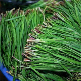 HUAJUN Purple-rooted Chinese Chives Seeds