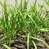 HUAJUN Purple-rooted Chinese Chives Seeds