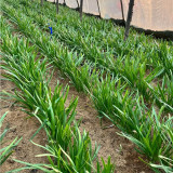 Purple-rooted Chinese Chives Seeds: A Unique & Flavorful Variety