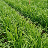 Purple-rooted Chinese Chives Seeds: A Unique & Flavorful Variety