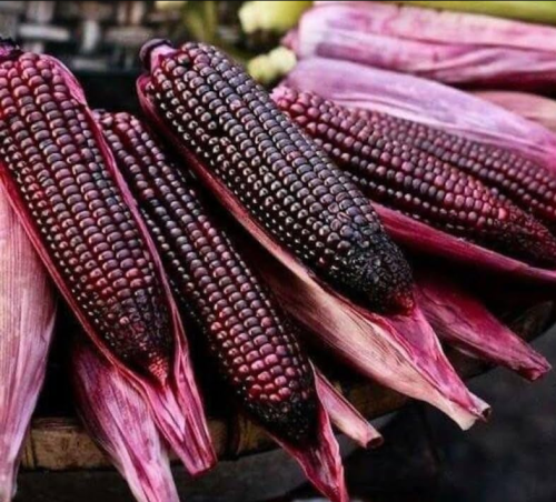 Red Corn Seeds Heirloom Variety Edible