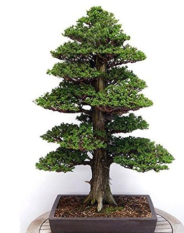 Japanese Cedar Semillas Bonsai Seeds Rare Tree Seeds for Home Garden Planting