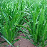 ZHIQU Purple-rooted Chinese Chives Seeds