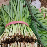 ZHIQU Purple-rooted Chinese Chives Seeds