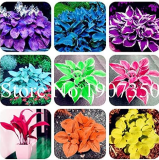 Coloful Hosta Plants Perennials Lily Flower Full Shade Hosta Flower