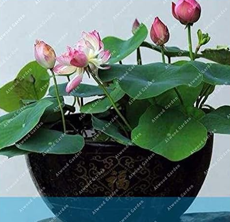 Bowl Lotus Seeds, Aquatic Flower Perennial Plant