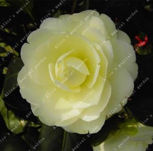 Japanese Camellia Flowers Seed Flower Potted Outdoor Plants