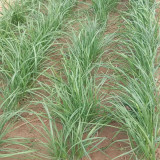 ZHIQU Purple-rooted Chinese Chives Seeds