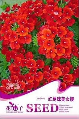 Verbena Quality Red 'Hydrangea' Flowers, Potted Ornamenta