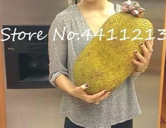 Fresh Jackfruit Seed Fruit Trees Tropical Rare Giant Seeds