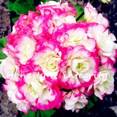 Geranium Garden Perennial Flower Seeds Colorful