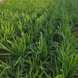 ZHIQU Purple-rooted Chinese Chives Seeds