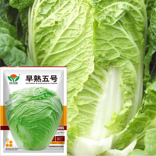 Early-maturing No.5 Chinese Cabbage Seeds