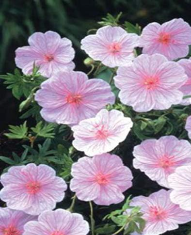 Geranium Seed Seed Flower Plants for Home Garden