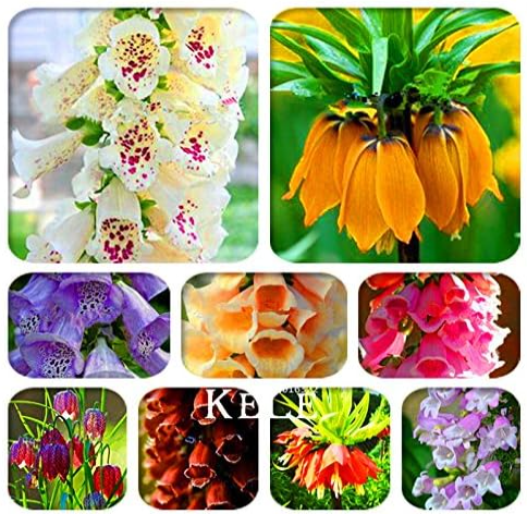 Fritillaria foxglove Digitalis potted Seed garden plant DIY home garden - (Color: MIX)