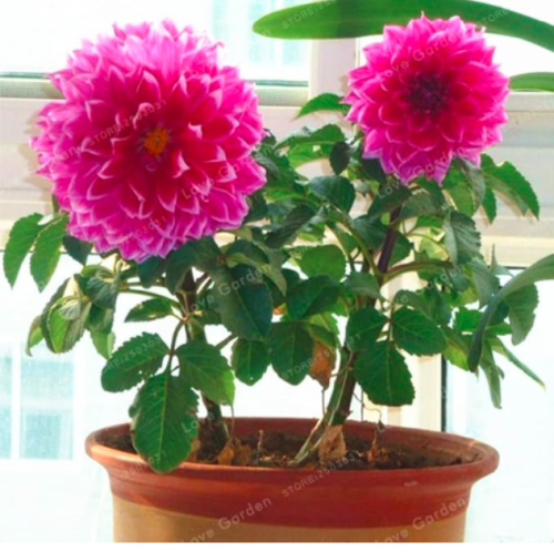 Dahlia Seed Dahlia Flower Seed Flower Seeds (Color: 3)