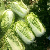 Beijing New No.3 Cabbage Seeds